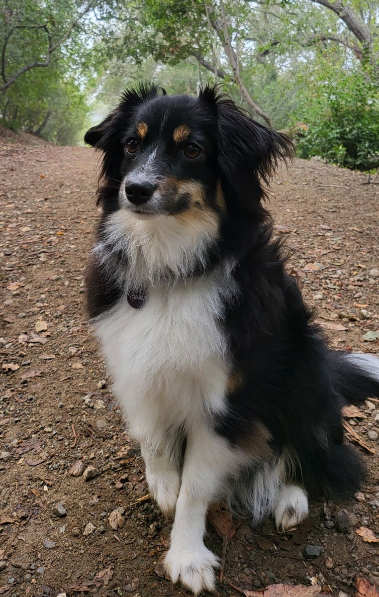BaizeeDude's tweet photo. @dog_rates My little pup Charlie https://t.co/ptMfLYAdaz