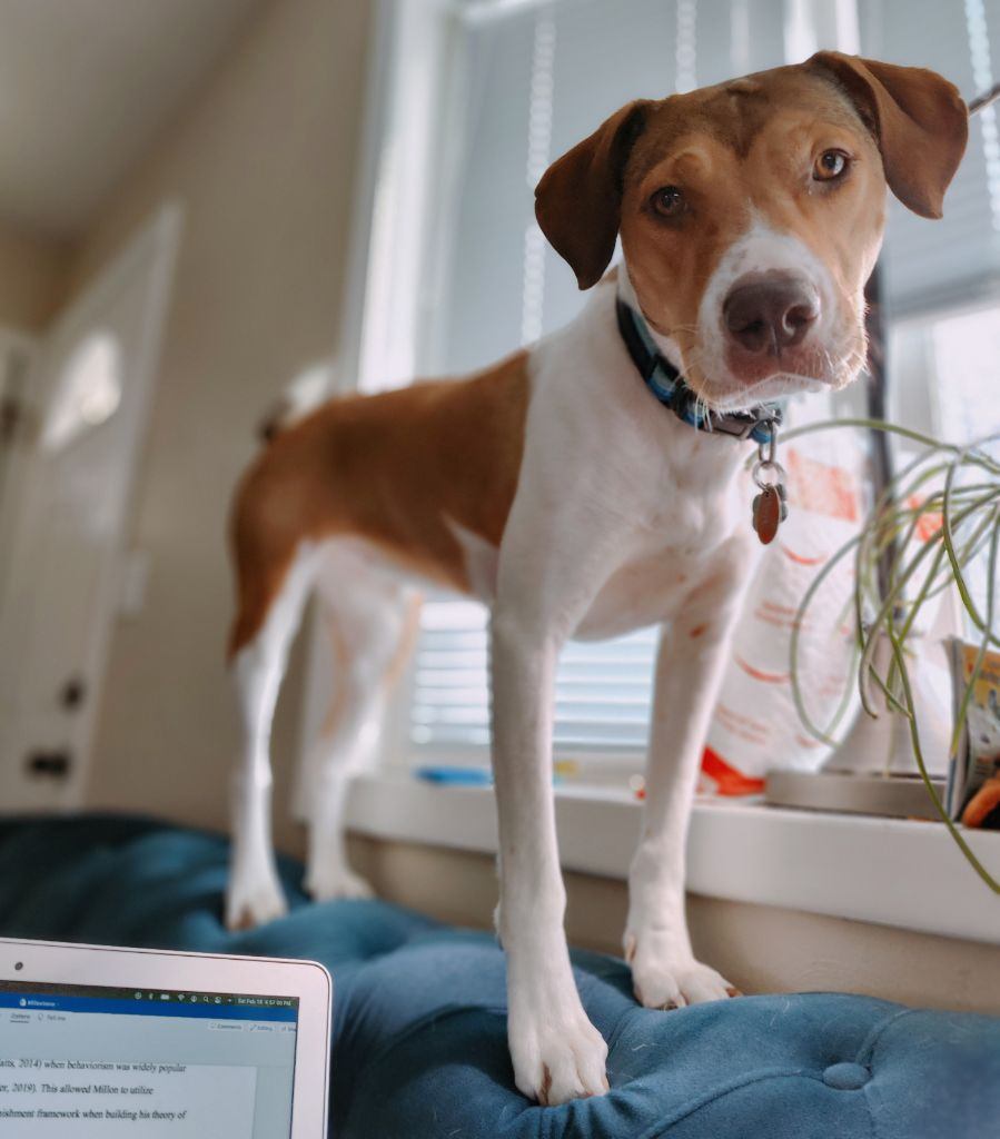 micah_arnold_'s tweet photo. @dog_rates Here is my puppy, River. https://t.co/zYmBk5kHfw