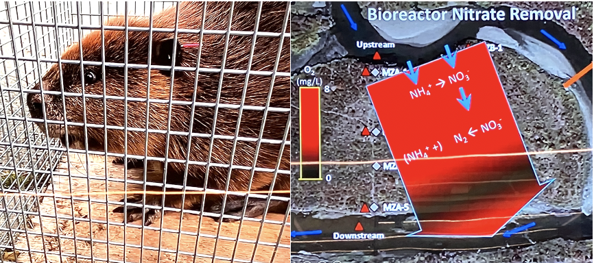 Jenna Davis (@jennadavis_whd) on Twitter photo Beavers! I did not appreciate what an incredible #naturebasedsolution you are. Thank you Scott Fendorf of @Stanfordsoils and <a href="/egies/">Erica Gies / SlowWater.World</a> for educating us about beavers’ contributions to water storage, flood mitigation, and water quality improvement. #UNWaterConference Beavers! I did not appreciate what an incredible #naturebasedsolution you are. Thank you Scott Fendorf of @Stanfordsoils and <a href="/egies/">Erica Gies / SlowWater.World</a> for educating us about beavers’ contributions to water storage, flood mitigation, and water quality improvement. #UNWaterConference