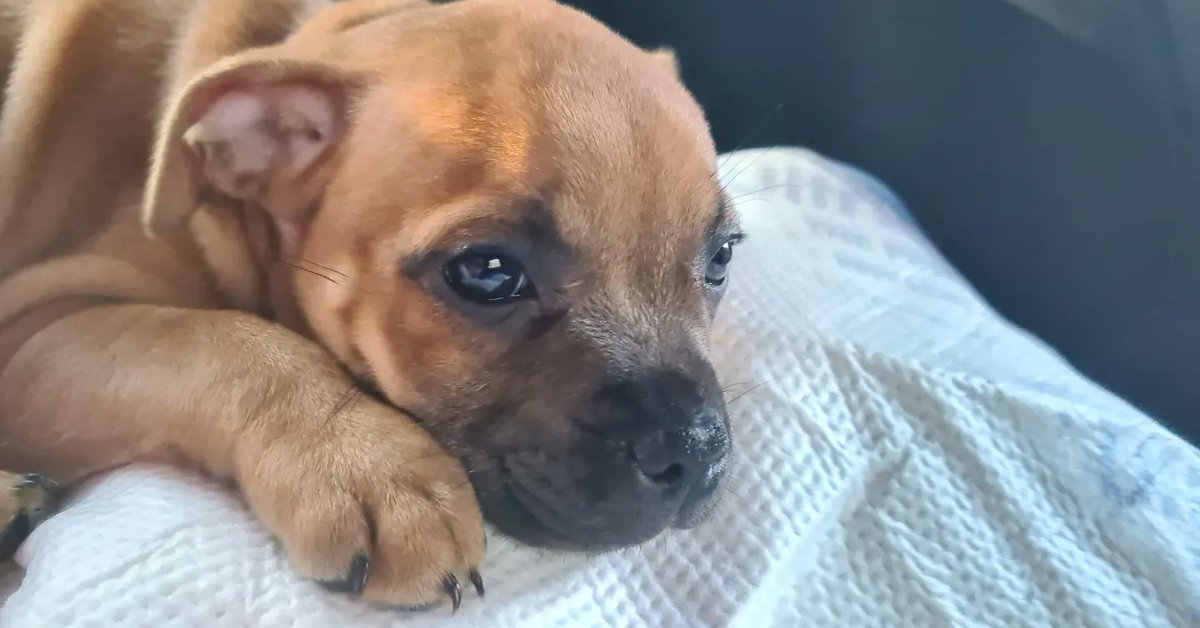 iamvls's tweet photo. @dog_rates https://t.co/ivo9m0eCVW