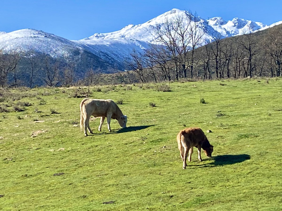 -Doctor, por qué es  médico en estos pueblos perdidos y no en la ciudad?”
- Señora, porque aquí puedo quedarme un rato con Ud, aquí tengo Tiempo, aquí podemos hablar mientras perdemos la mirada en las últimas nieves del inicio de la primavera en las cumbres de Gredos.