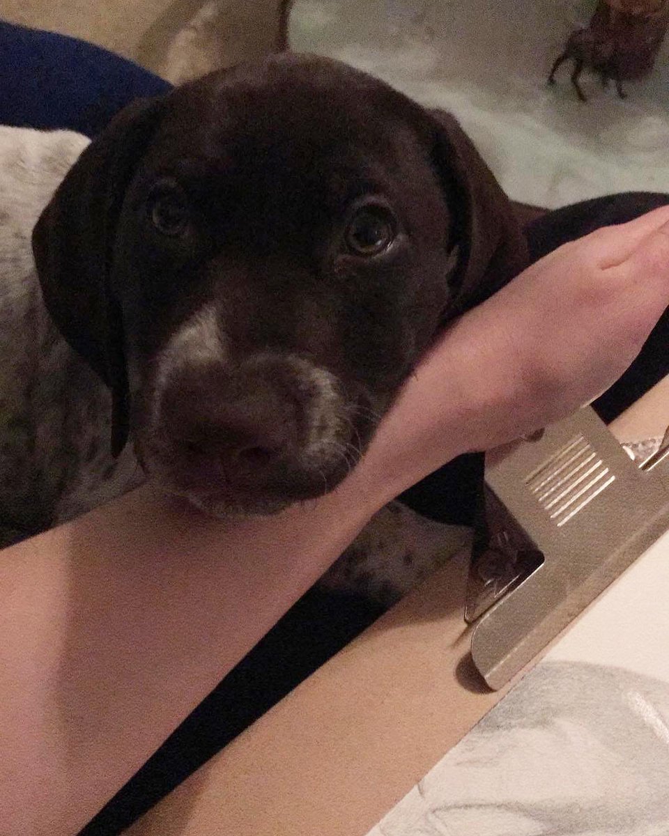 Alannimals tweet media