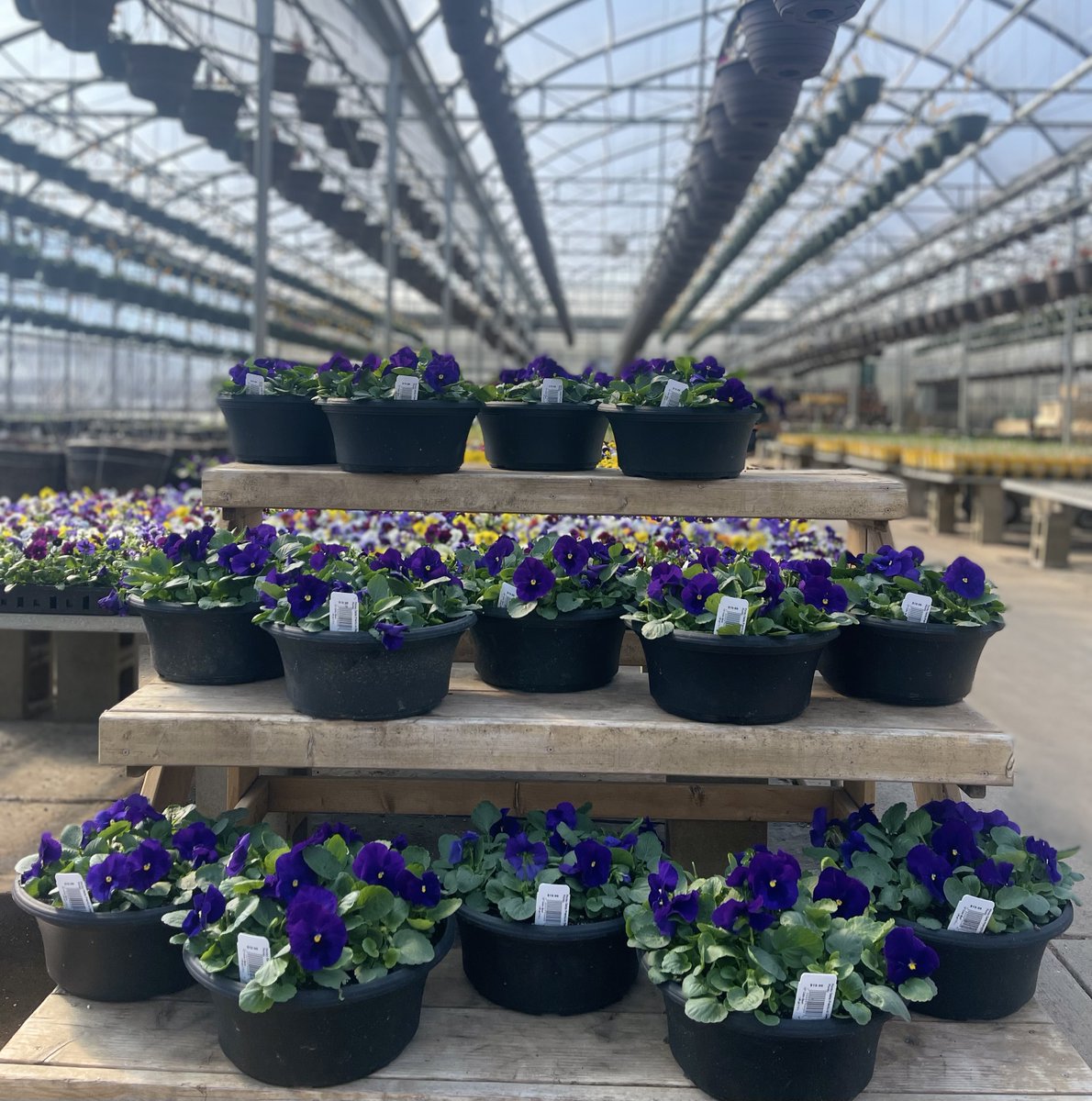 Get a headstart on springtime with beautiful pansies from Pahl's Market! Our blooms are sure to add a little sunshine to any garden. #pansiesforsale #springishere #shoppahlsmarket #pahlsmarket