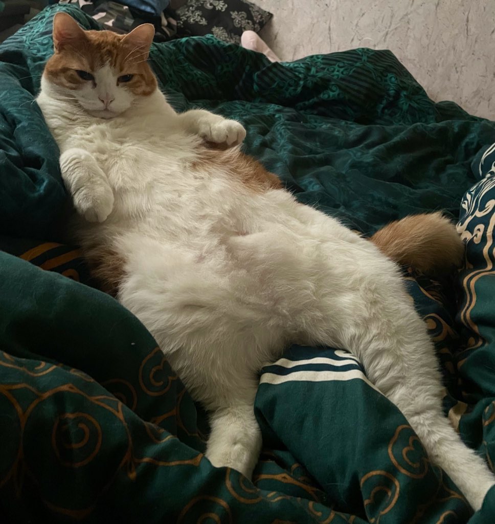 EmilieJoub's tweet photo. @MadameDelSol Mettez-vous au lit et, détendez-vous les pattounes ! https://t.co/ME5EL43OxW