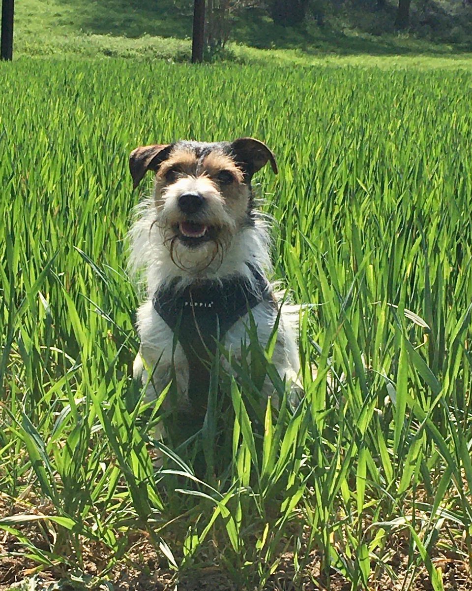 sally_satch's tweet photo. @dog_rates https://t.co/nJxuPVqozL