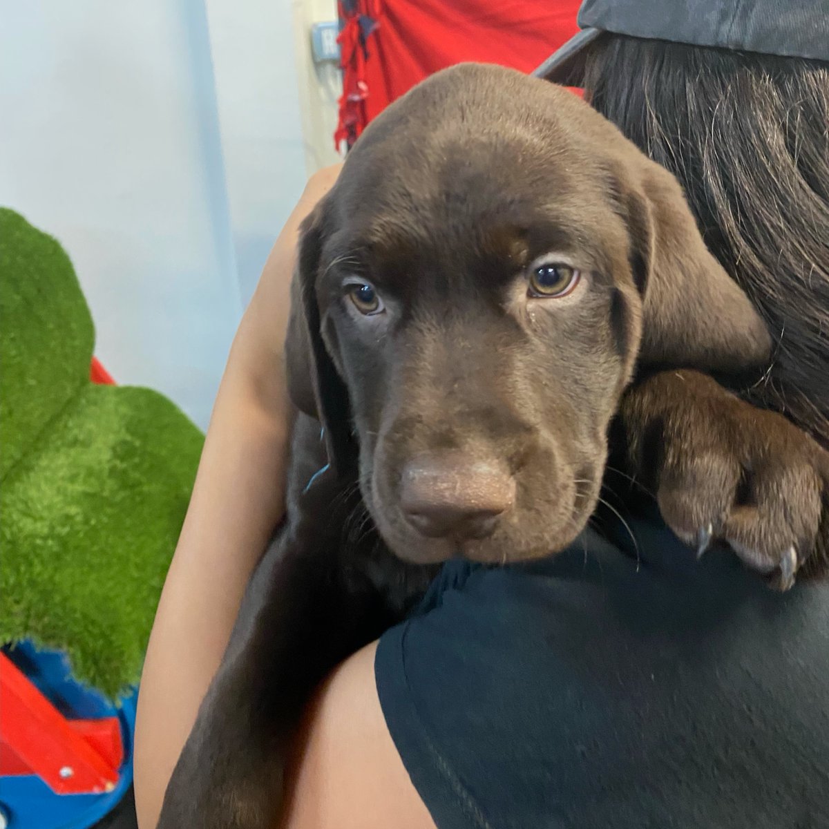 SBCOUNTYFIRE's tweet photo. #NationalPuppyDay. Cooper and Captain Kramer are part of our #CareDogs. They help #firefighters through stress caused by traumatic incidents or extremely long shifts. Cooper brings a sense of joy at the station. Cooper loves water, playing with friends and running at the beach. https://t.co/DUrz1JNNdN