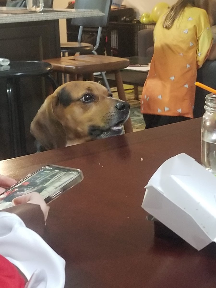 BeagleJ28's tweet photo. @beaglefacts @jeremy_renaux https://t.co/imvBj89UqT