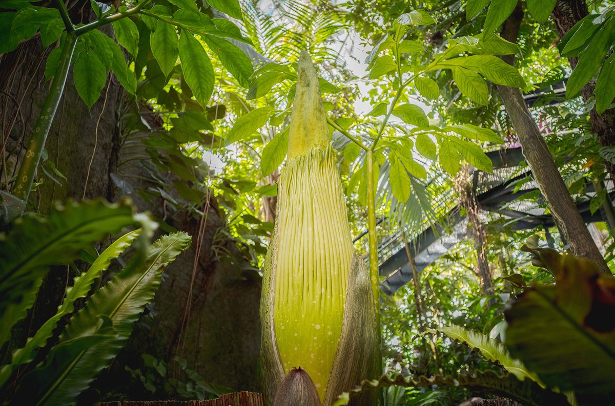 There's nothing quite like spring at the Garden, and we're starting the season with a major announcement—a corpse flower is set to bloom at NYBG! 🌺🙌

Follow this unpredictable flower on our livestream, and stay tuned for further bloom updates: nybg.org/garden/the-cor…