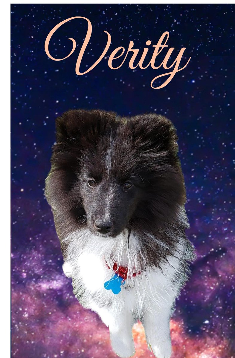 Sheltiebeast's tweet photo. National Puppy Day. Is it a real ? Who cares!? The world needs more puppy pics. Here is spicy Verity. She's my new pup and is a 4-month-old Shetland sheepdog. (And a big YES to the interrobang!) https://t.co/FimmG5g1aD