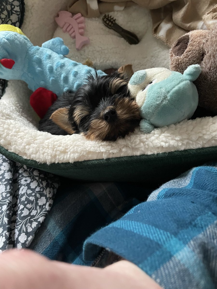 thatwilljones's tweet photo. @dog_rates https://t.co/2RurdoCJYG