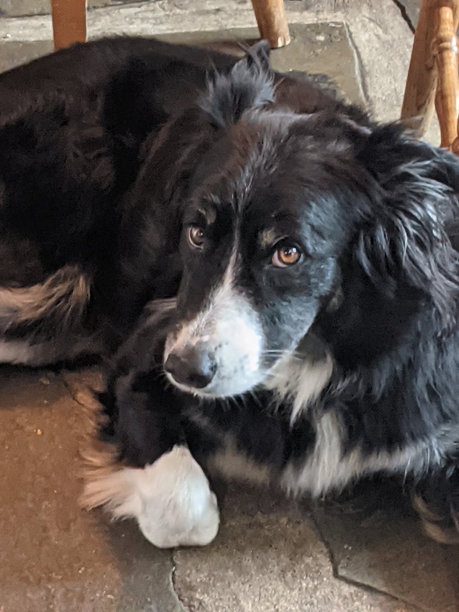 SueHonig's tweet photo. @dog_rates Tuffy doing her "Snoopy as vulture imitation and Gambit being Gambit.  Both good dogs. https://t.co/EX5b5kKFTG