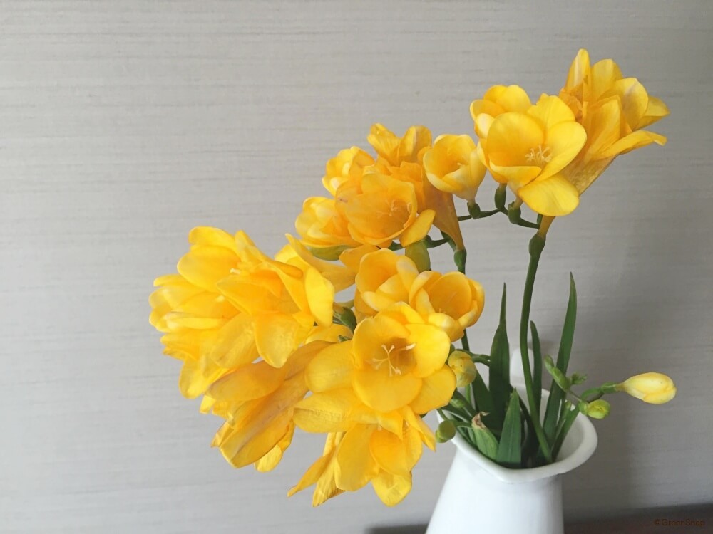 mashiro_1000's tweet photo. 🌿🕊️令和5年3月24日（金）🕊️🌿

ぉはましろ🥳✨

本日も！(๑ •̀ω•́)۶ﾌｧｲﾄ！！なのだ
🌈・いいね・リツイート待っているのだ🌈✨✨✨

お互い花粉症に注意するのだ(っ´＞ω＜))ω＜`)ｷﾞｭｯ♥

素敵な一日を送るのだ＼＼\\٩( 'ω' )و //// https://t.co/5QJtZ8MByQ