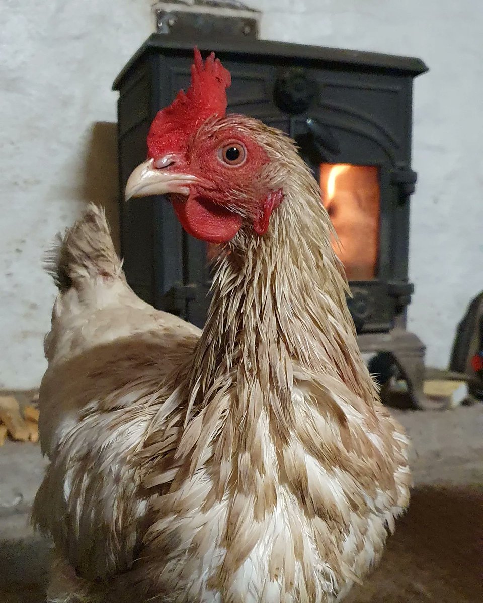 Got a bit of a fright this evening when I got home from work! I thought Galadriel had been attacked by a knife wielding maniac when in fact a tiny cut on her comb bled a lot!! 
A quick wash followed by a towel dry and some time in front of the logburner sorted her out 😄