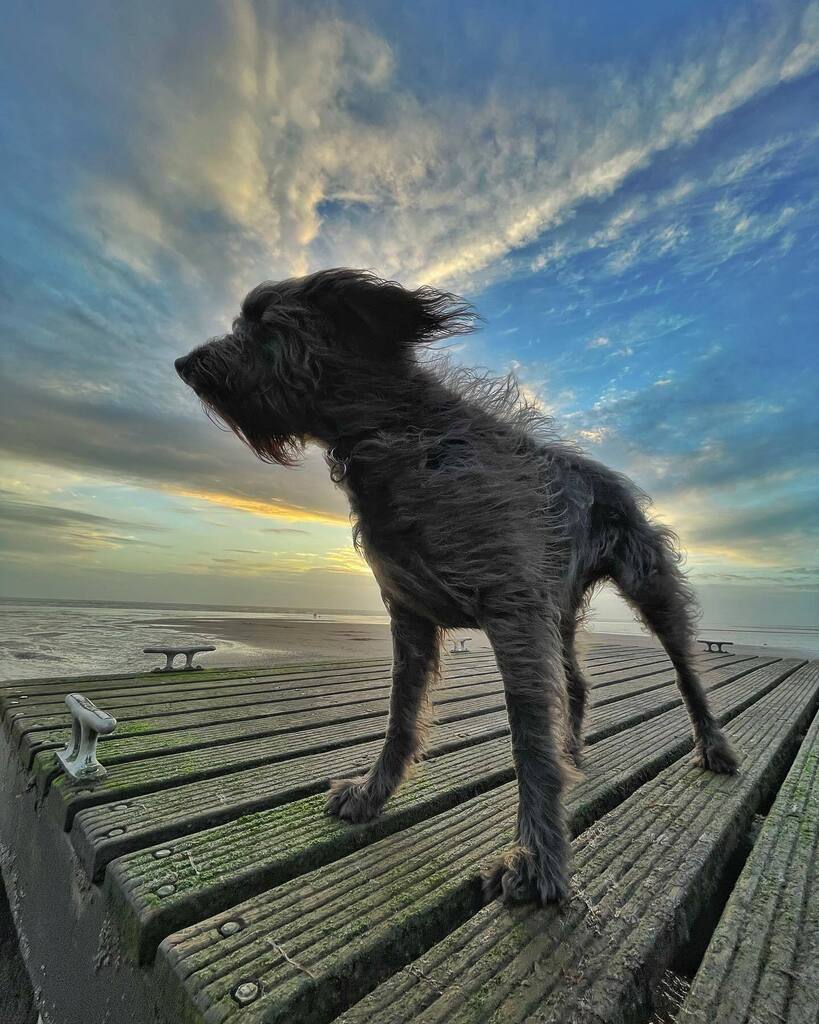 WilliamPenrice's tweet photo. I’m never sure whether it is me or @dodgydoodle who gets more excited EVERY time I come home to the beach #walkies #seascalebeach https://t.co/gujSmohwTj https://t.co/IJ1VWPyeJD