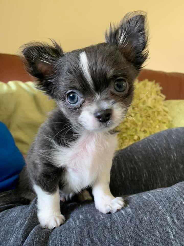 hearts_matteruk's tweet image. Happy National Puppy 🐶 Day #NationalPuppyDay Hope all puppies 🐶 are having a brilliant 🤩 day #ServiceDog #supportDog  @guidedogs @ServiceDogsUK Big HUGs to all the working dogs 🐶 @GabyRoslin @TheVampsband @LesDennis @TheVampsJames @gregjames @davidwalliams @PixieLott