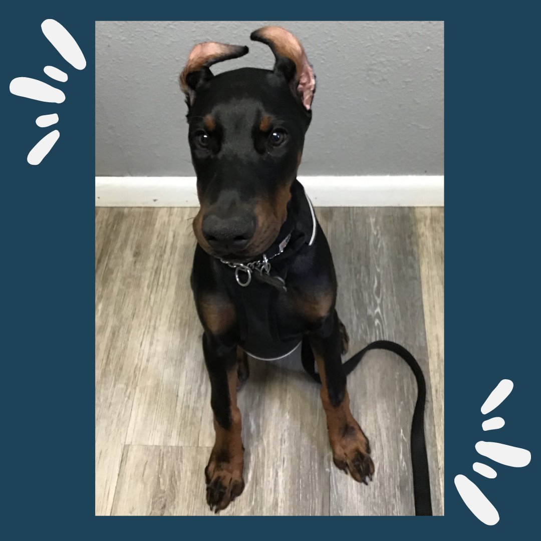 Happy National Puppy Day! 

See our boy Draco go from cute puppy👉 to HUGE cute puppy! 

Check out our next tweet! 

#fearfreepets #pethealth #skitownanimalhospital #skitownusa #steamboatsfearfreevetpractice #steamboatveterinarycare #nationalpuppyday #puppiesatthevet #pupdate