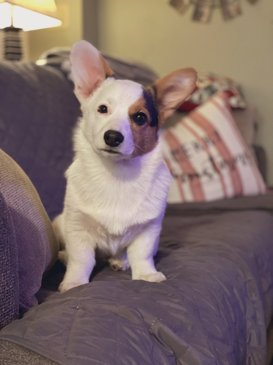 AndeeHammen's tweet photo. @dog_rates 🫶🏼 https://t.co/tKvVQjHgDP