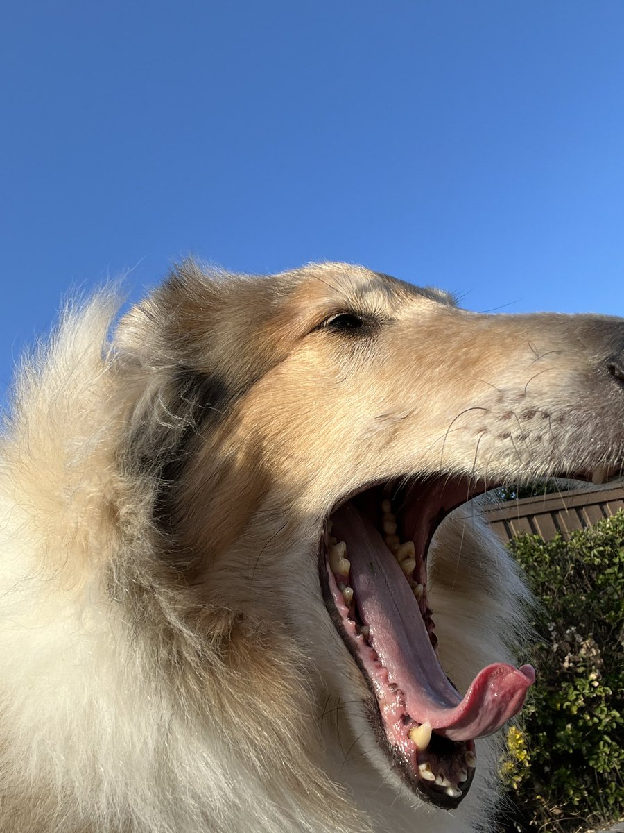 cwpowell's tweet photo. @TAMU @reveille Brazos says Whoop! https://t.co/lIQgAT4QCk