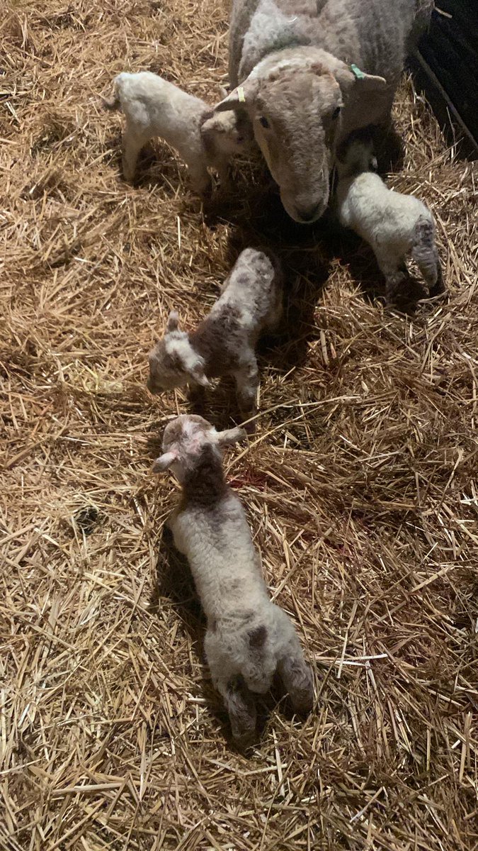 Ddafad Nelson Di dod a Quads ei Hun.O nin Cofion pan oedden nin scanio bod ne ddafad yn cario quads ond dim ond Di marcio hi fel triplet.Welsh Nelson ewe given birth on her own to Quads, scanner did say Quads but only marked her as triplet no time to think what mark to put on her