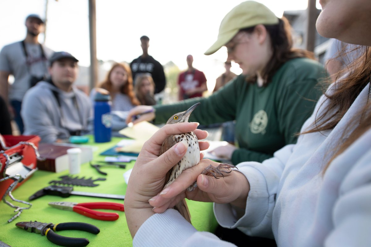 STATE SPOTLIGHT 📸
This week the spotlight is on #MSUCFR student Catherine Paul as she examines a Brown Thrasher during a call lesson on mistnetting and banding!
🔗msstate.edu/state.../2023/…