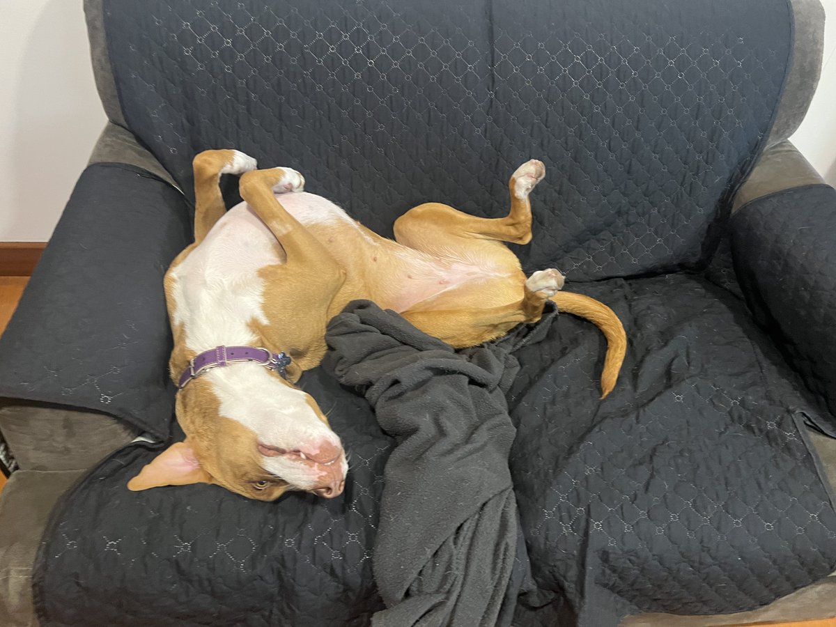 pulguitagames's tweet photo. Thank you everyone for 100 followers!! ^_^ Here’s to 100 more 🎉❤️

I’ll leave you with a pic of my dog just because c: https://t.co/rDcln5EGRA