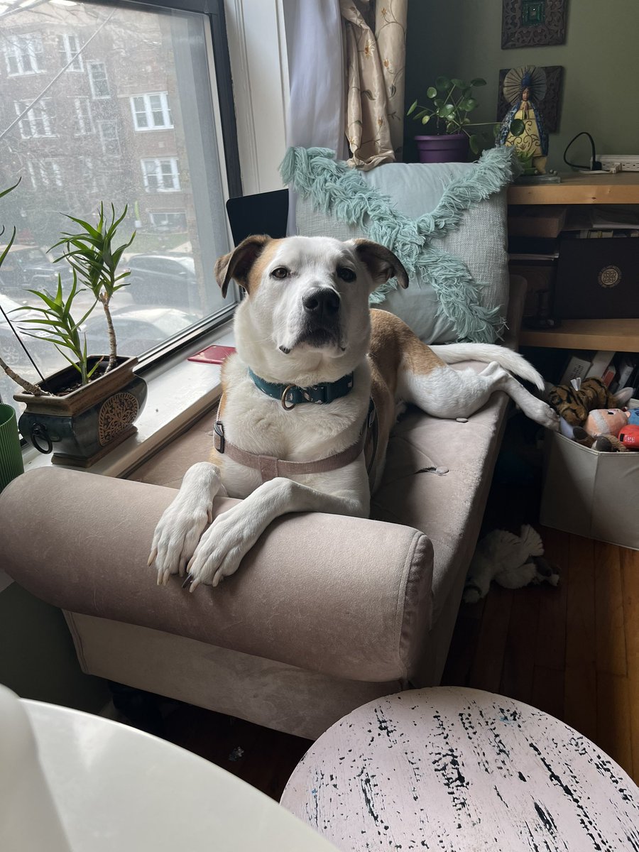 painterlyj's tweet photo. @dog_rates 💕🐶he’s still a puppy! https://t.co/NCCaQHqv5W