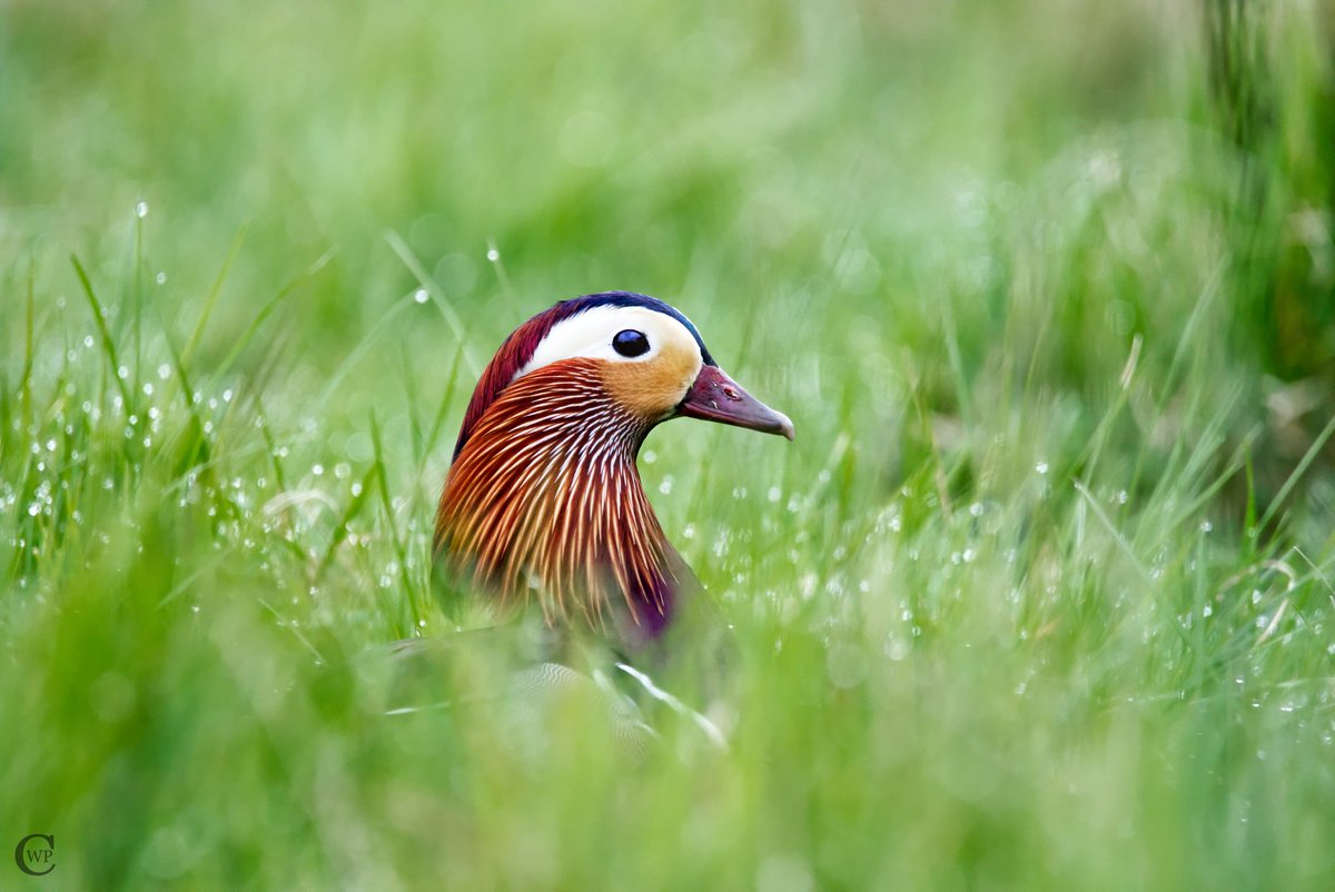mickvogelphoto's tweet photo. @BirdsByStiofan @StiofanRetweets Male Mandarin.. https://t.co/OymzdCPlf9