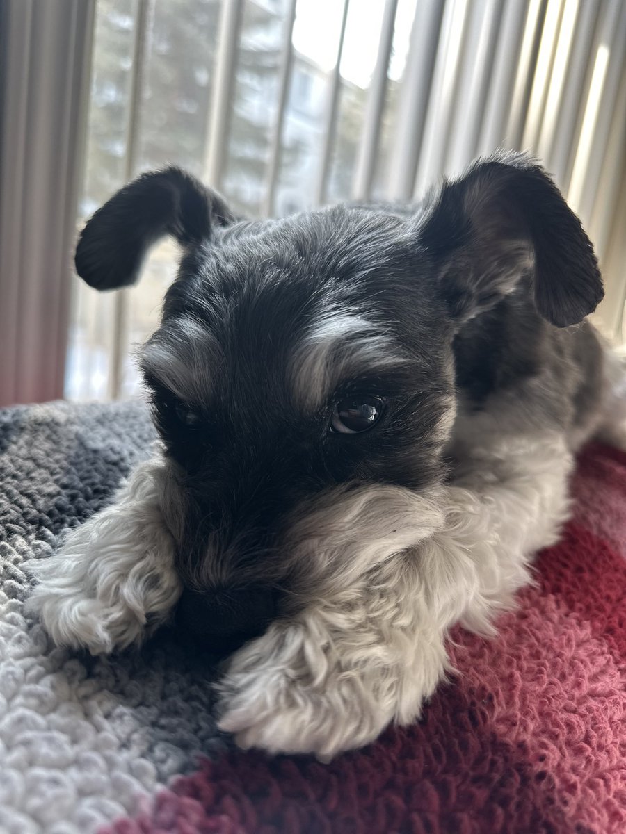 Happy #NationalPuppyDay

Frankie thinks she is a cat and lays on the back of the couch…mostly because she’s trying to find the sun to lay in
We love our crazy girl ❤️ 🐾 

#MiniSchnauzer #SchnauzerGang