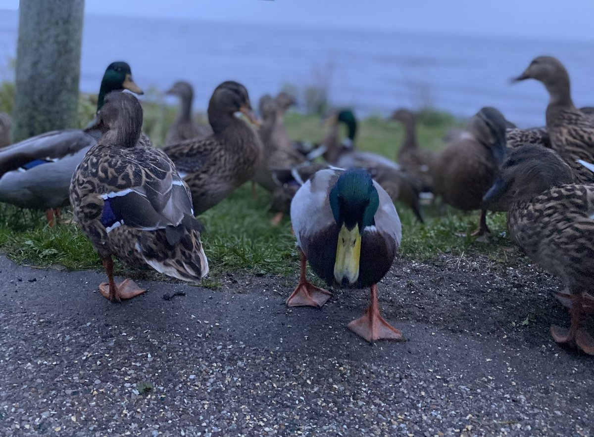 JulesTimlin's tweet photo. @BirdsByStiofan @StiofanRetweets Lough Neagh ducks 🦆💚 https://t.co/3zd54c4D5S