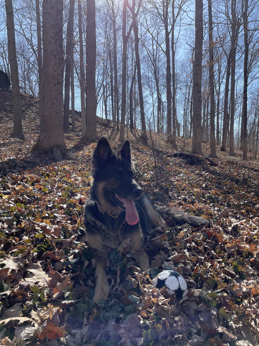 shreveball's tweet photo. @dog_rates https://t.co/gn5ykNX1Ea