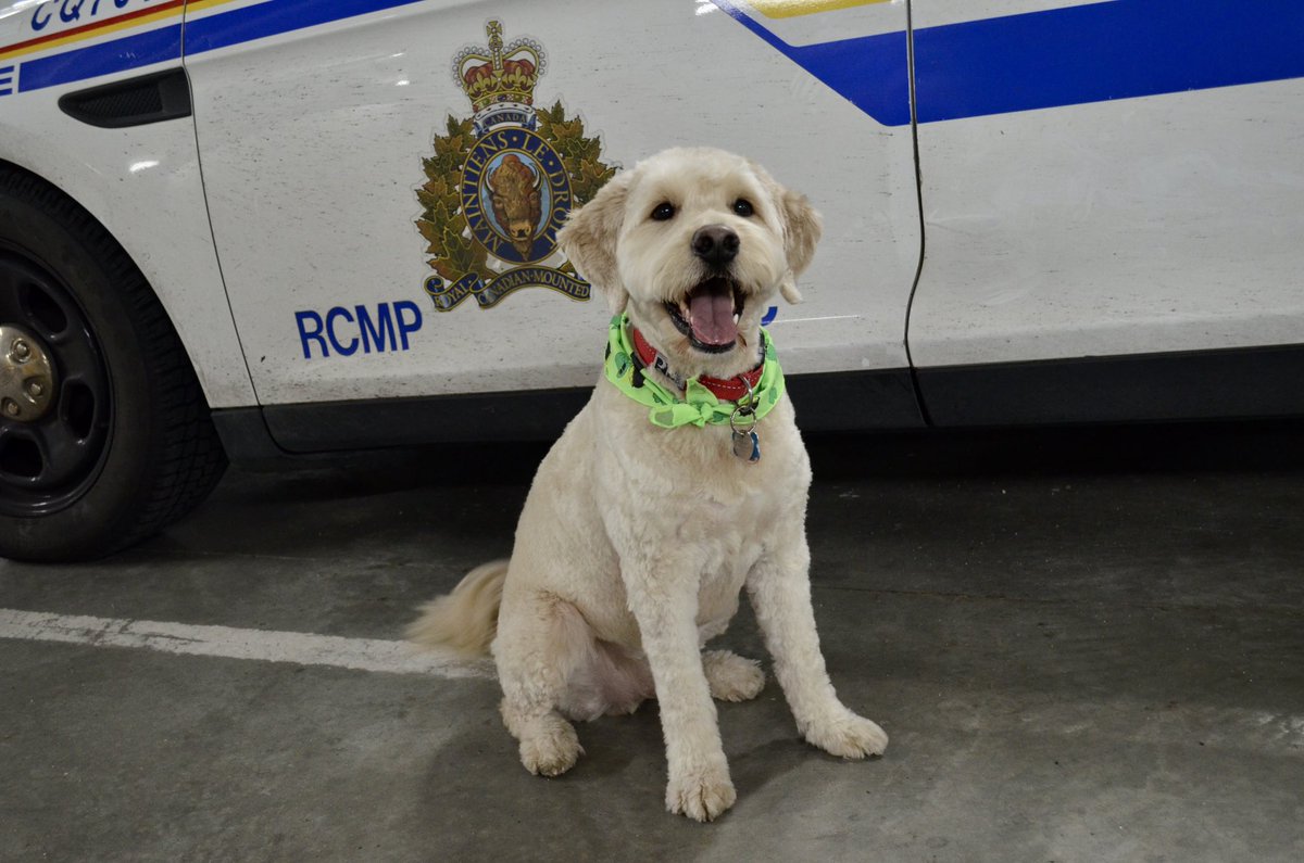 cairnscoquit's tweet photo. Happy #NationalPupDay from Monk, a Trauma Support Dog for our @cqrcmp officers! @cityofcoquitlam #MentalHealthMatters https://t.co/AtCMfFAA2w