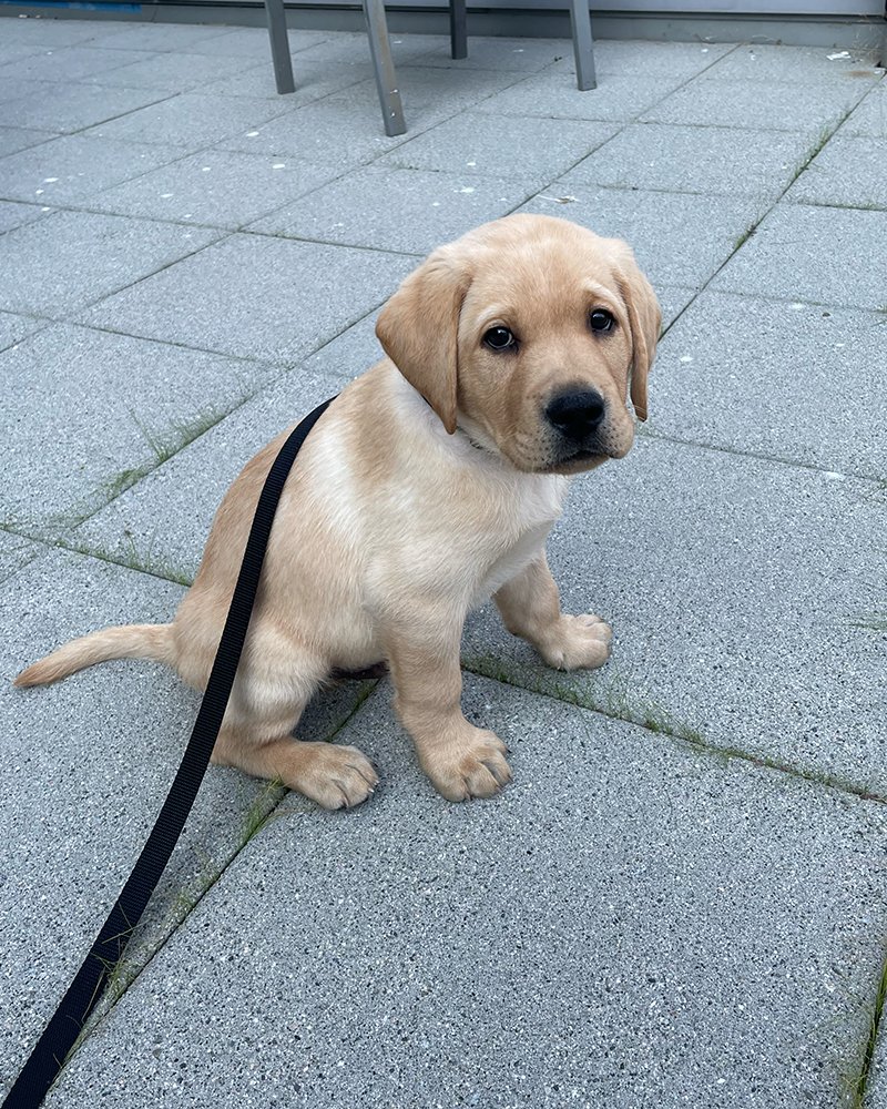 Canucks's tweet photo. Happy #NationalPuppyDay from Ryp (who's not so much a puppy anymore)!🐶

how it's going:                    how it started: https://t.co/UMqYOfXz3d