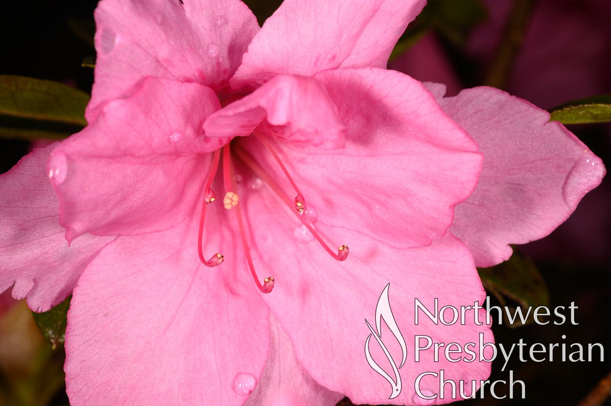 NWPCAtlanta's tweet photo. News from Northwest Presbyterian Church - https://t.co/OTY5DcV081
This week at Northwest:
Adult Sunday School &amp; Children’s Fellowship—9:15am

Sunday Worship—10:30am
In person and available on our YouTube Channel

5:00pm Sunday—Youth Group https://t.co/ouY5fj7F4M