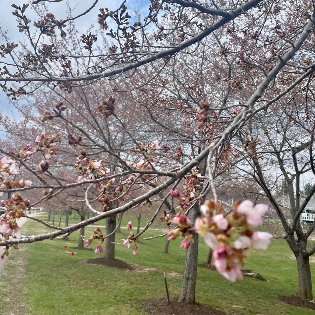 🌸 Looks like the cherry blossoms are almost in full bloom 🌸