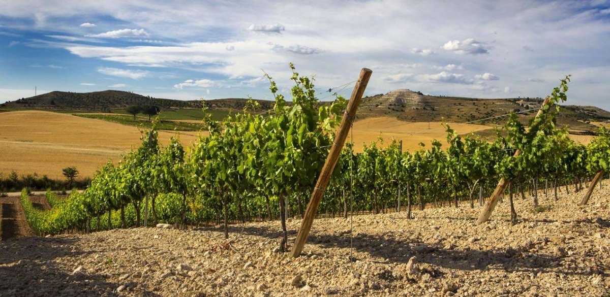 Sólo el tiempo sabe, de un modo tan intenso, dar sabor a la huella fugaz del sol, la tierra y el viento. Tiempo que enredándose en los zarcillos engendró los frutos que le confieren plena expresión a nuestros vinos 🍷.

#BodegasCarramimbre #Carramimbre #vino #wine