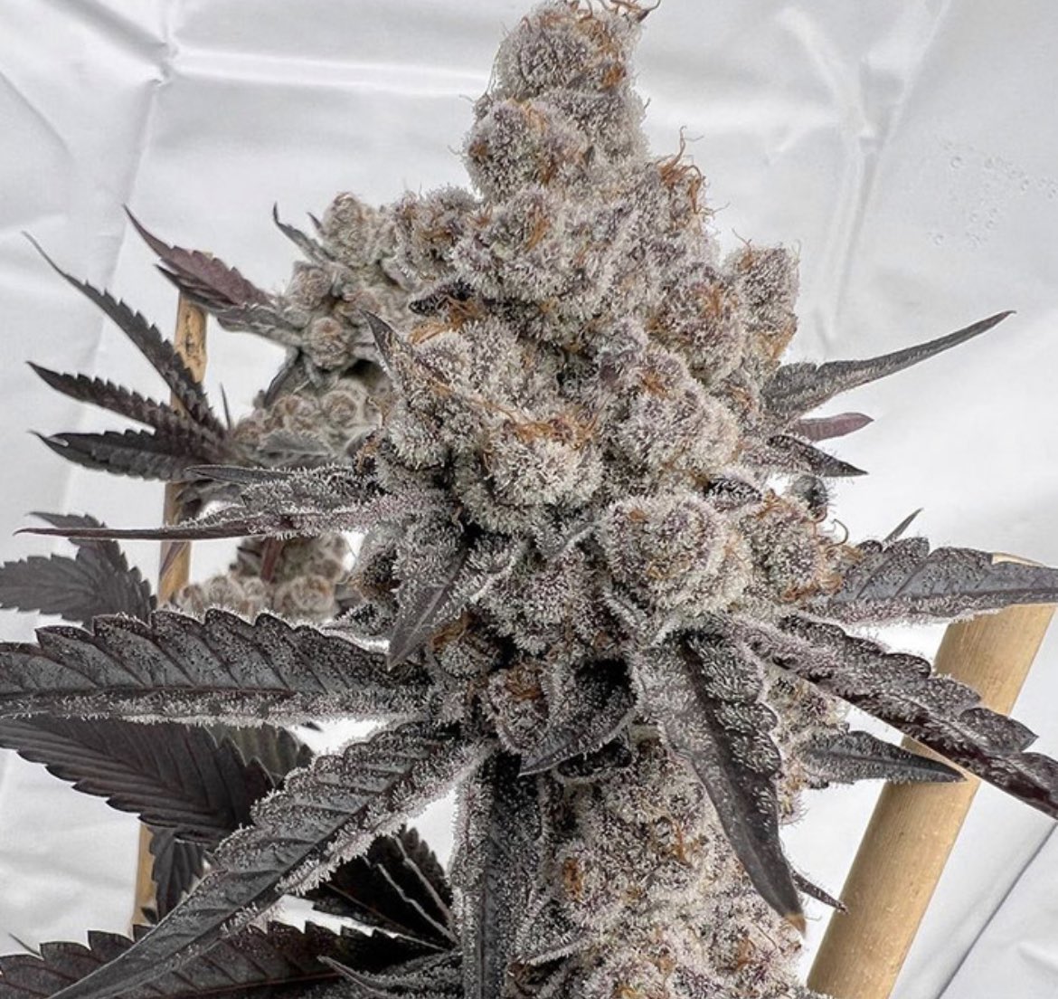 SolfireGardens's tweet photo. #GIVEAWAY time 🎁 this round is for a pack of Space Juice seeds, 📦 available on the https://t.co/9gjrkZ96G8 website! 

🚨Rules - 

• Follow @SolfireGardens 

• Tag 3 friends 

• Like + Retweet

🎉 Winner announced in 48 hours! Good luck! 🍀🤞#SolfireGardens https://t.co/AGlm8qVfIk