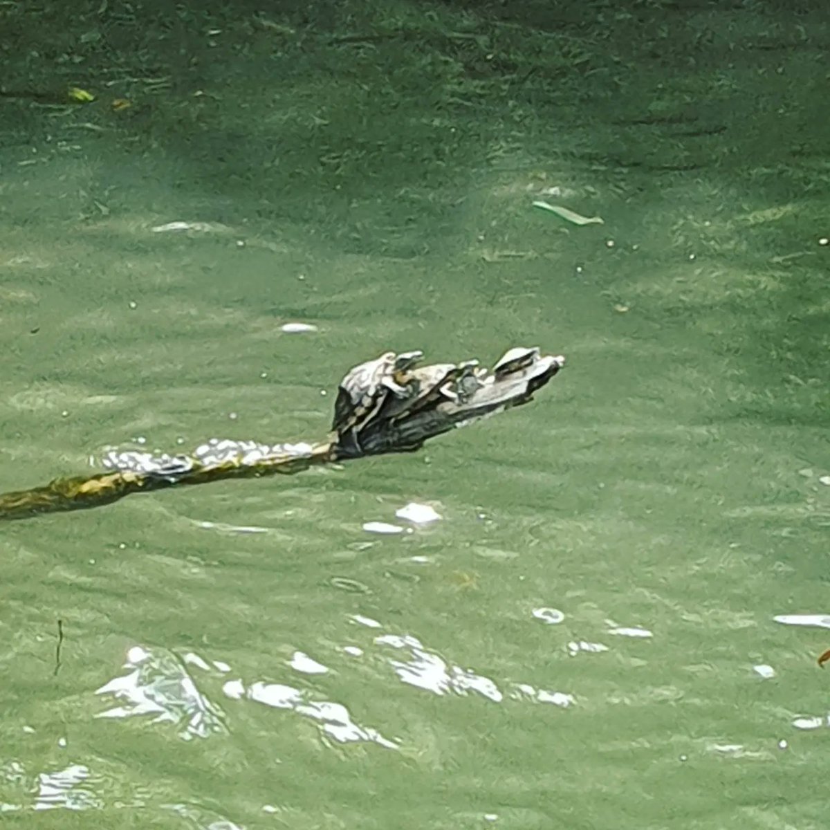 Daniel Firth tweet media