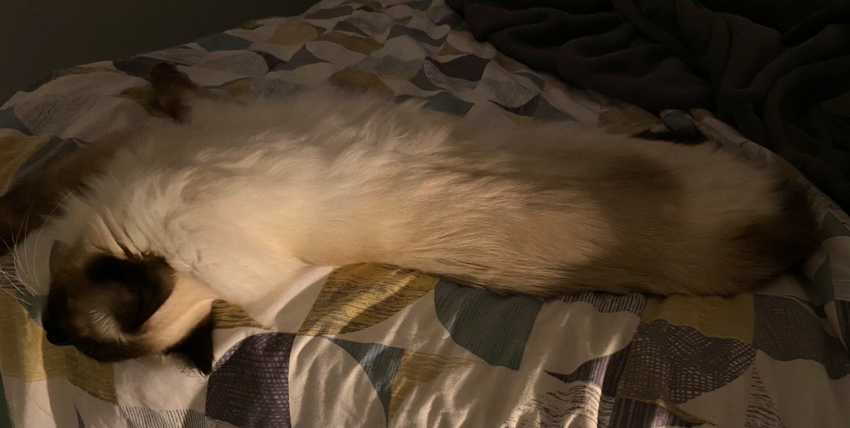 Anno_Mi's tweet image. Czy jak mnie boli głowa i położę się na rozwalonym na moim łóżku i mruczącym sierściuchu, to to mnie uzdrowi? 😼
#firstWorldProblem #MamPytanie 
Czy sierściuch leczy?