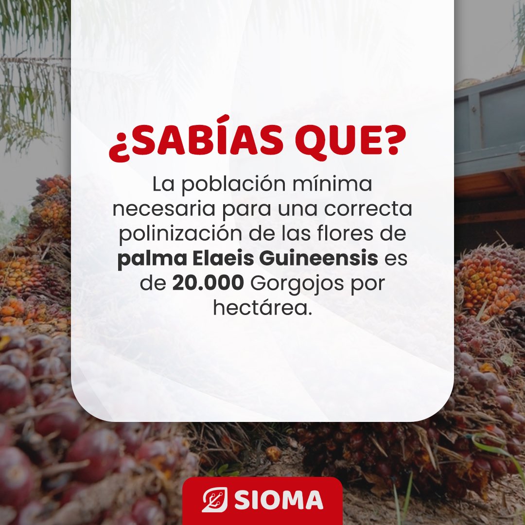 siomapp's tweet photo. Mantente informado con nuestro #TipSioma 🤓🌴 https://t.co/2R24aAaazT