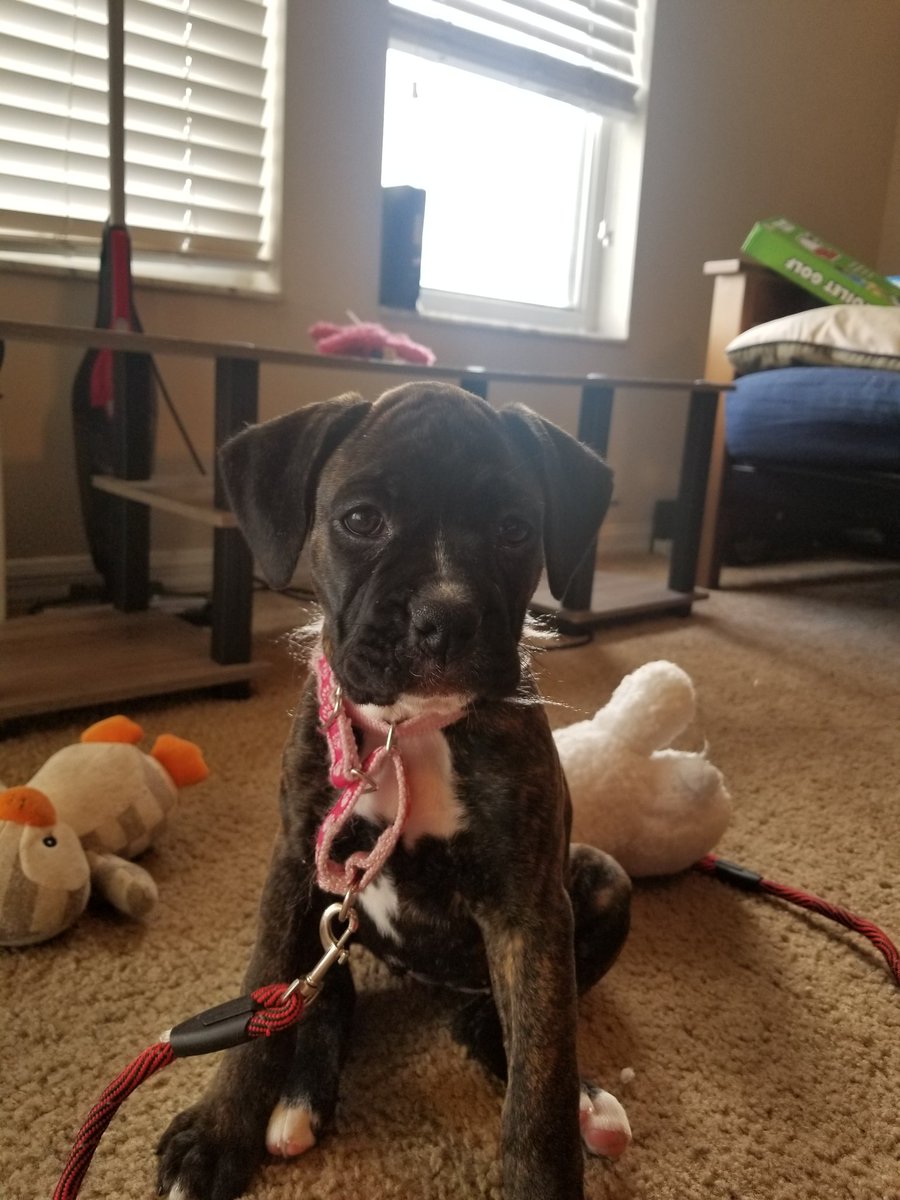 VolunShade's tweet photo. @dog_rates Have a puppy picture and a full grown picture of my boxer girl Raina! https://t.co/l6m5oq5WDt
