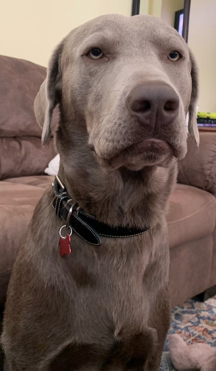 juliaaprag's tweet photo. @dog_rates https://t.co/j7QBj7vHZt