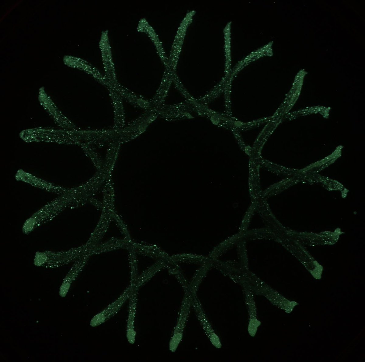 its_emmpirical's tweet photo. Stay tuned for more cool bioluminescence photos after my talk today at 7:40 PST 😉 see @calacademy for details https://t.co/bOf8m66zpP