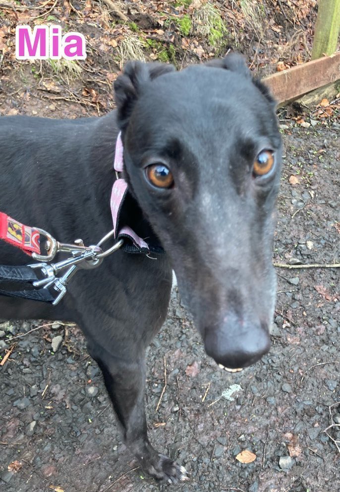 Greyhound Rescue Fife on Twitter "Bruno & Mia deserve a best life