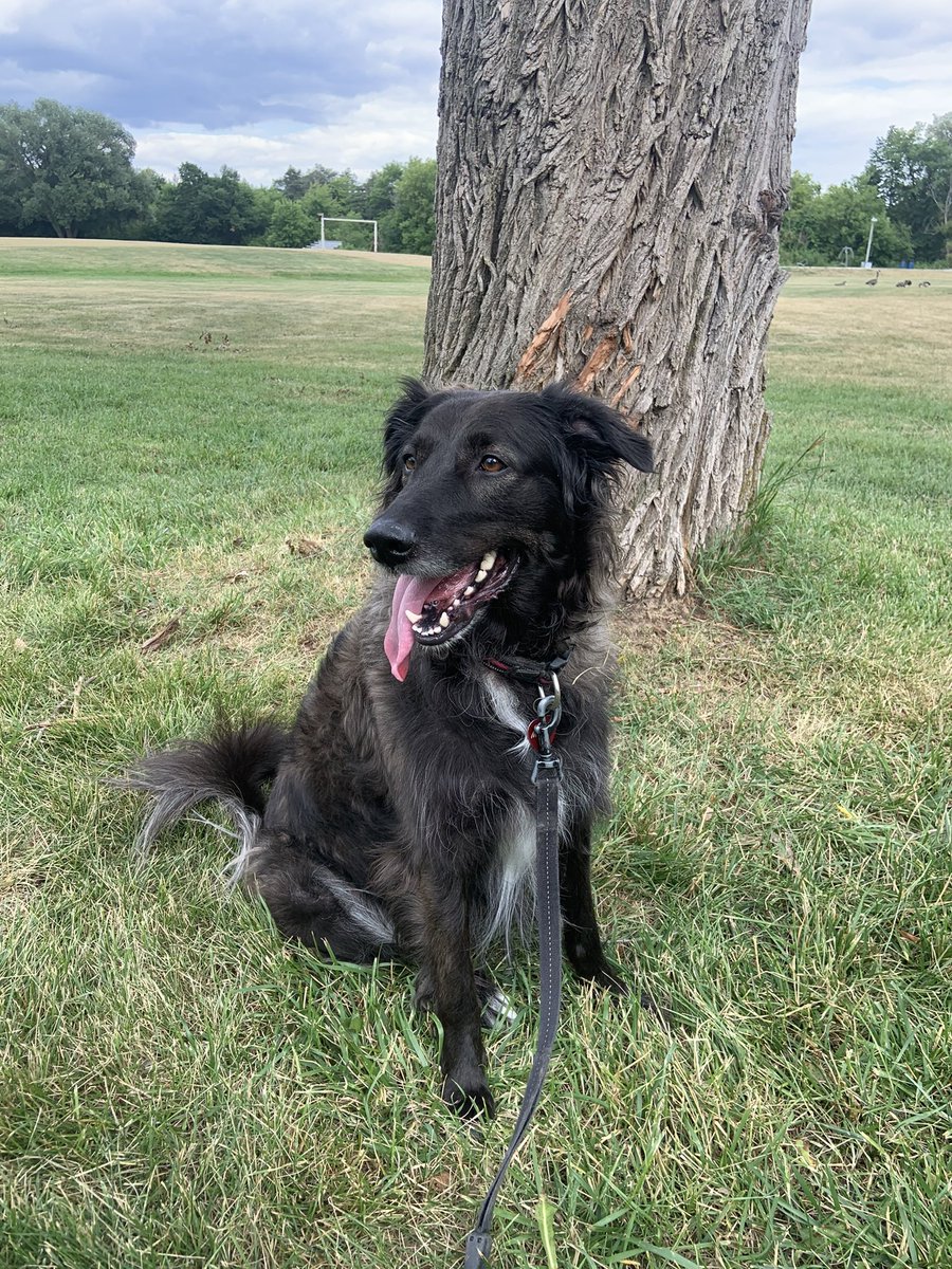 robynsmitchell's tweet photo. @dog_rates @dog_feelings This is Mavis, my 6 year old ‘puppy’ https://t.co/sO1y9NLR1O