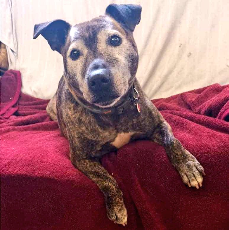 A is for the Awesome things we’ll see
L is for the lovely Licks you’ll receive 
B is for the Bed I hope you’ll share
E is for the Ears, they’re such a pair
R is for waiting for the Right person  
T is for finally finding The One 🤞🏻
seniorstaffyclub.co.uk/adopt-a-staffy… #seniorstaffy #TeamZay