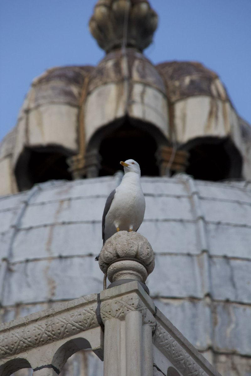 Me visiting Venice and seeing cool architecture only to photograph seagulls🥲

#photography #birds