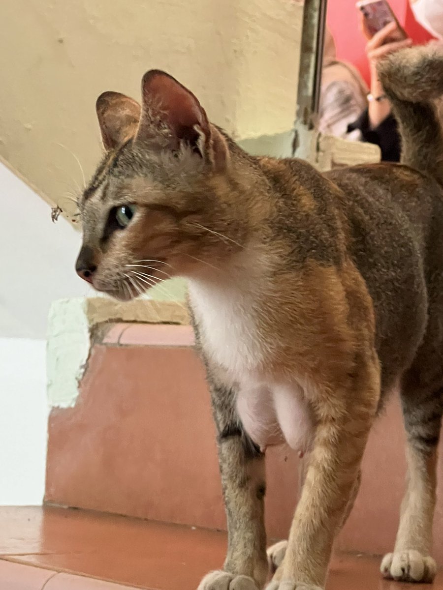 kochengfs's tweet photo. 🐈 Kucingnya kalah sama aku 🙏🏻 https://t.co/IkhK3LX7gA