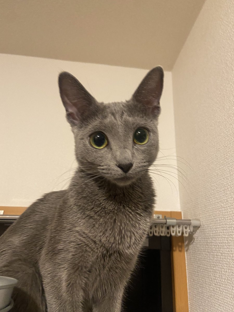 mmm2913's tweet photo. あの、ほんとに同じ猫ですか？ https://t.co/Vc0aC60f9A