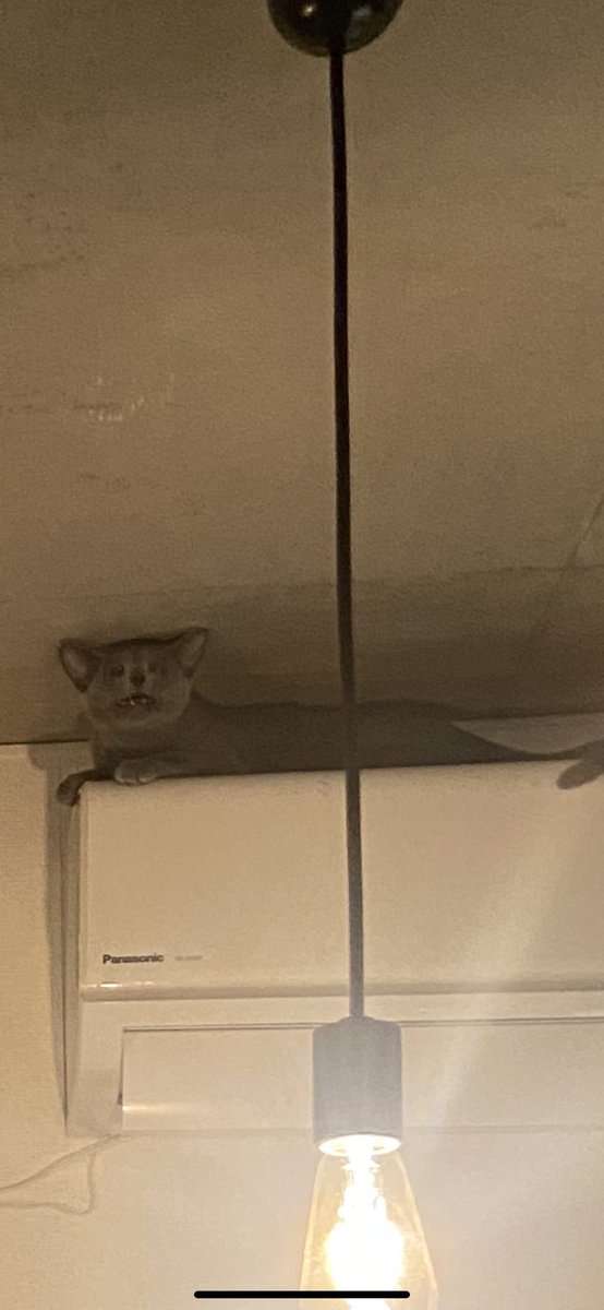 mmm2913's tweet photo. あの、ほんとに同じ猫ですか？ https://t.co/Vc0aC60f9A