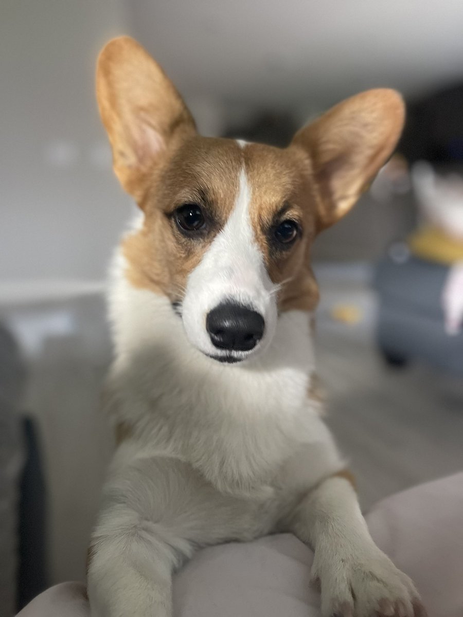 rinthecorgi's tweet photo. Happy National Puppy Day!  Furever my puppies no matter how old 🥰

Rin visited my grandma recovering from a hip fracture.  She thinks she’s a service dog 🙂

#puppy #pembroke #cardigan #corgicrew #corgi #teamcorgi #photogenic #aloha #cute #cutie #lasvegas #las #vegas #thursday https://t.co/X3ePZkNb4E
